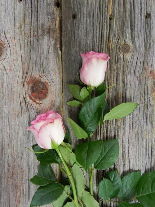 SWEET UNIQUE  PINK ROSES